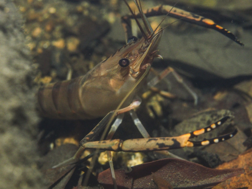 The Tahitian prawn (Macrobrachium lar), a migratory crustacean, faces challenges in rivers fragmented by dam construction." Image credit: Jeffery C.F. Chan